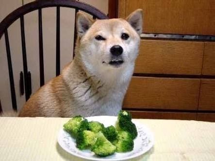 速報 新たなガイジ犬 見つかるｗｗｗｗ ラジック