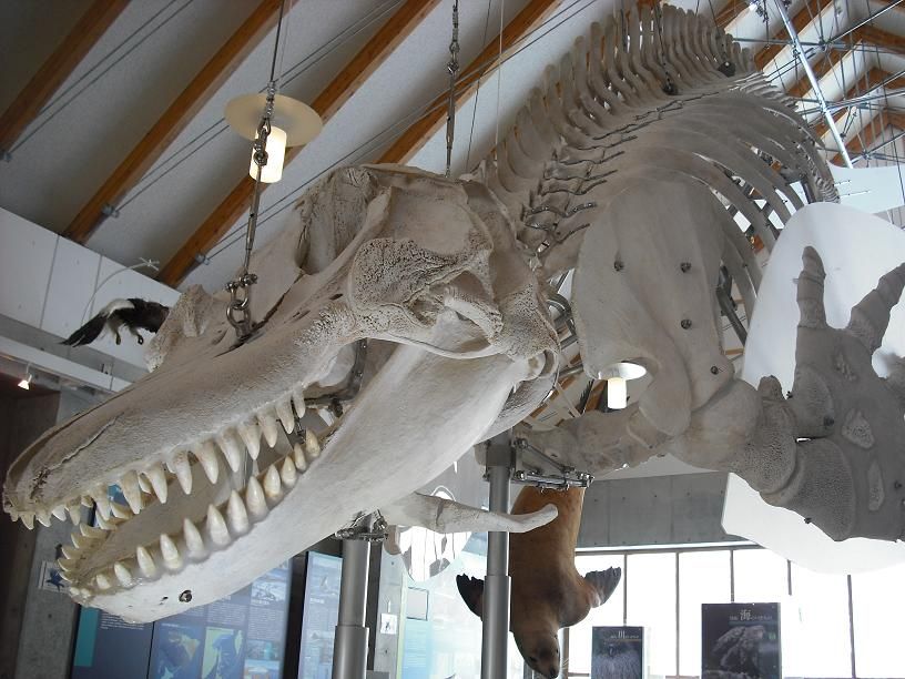 シャチ強すぎワロタｗｗｗｗ ラジック