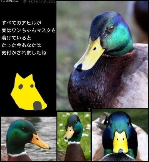 207_2
