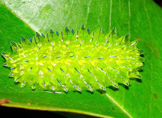 閲覧注意 ゼリーみたいな神秘の透明イモムシ ラジック