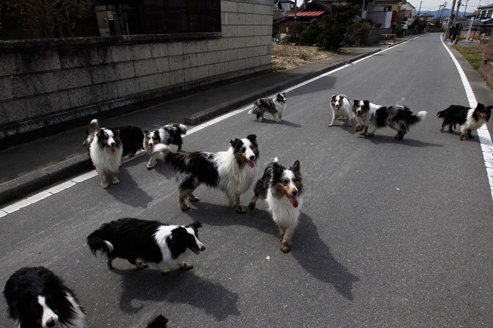 画像あり 犬って目が合うと凄い顔して見つめて来るよねｗｗｗｗｗ ラジック