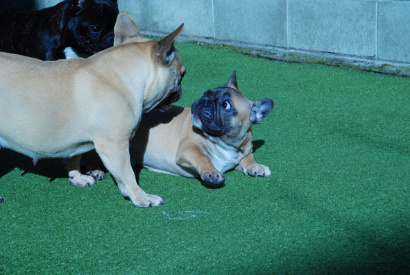 画像あり 犬って目が合うと凄い顔して見つめて来るよねｗｗｗｗｗ ラジック