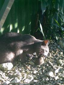 4 26 水 猫がネズミを喰らう 家に千匹の羽虫大量発生 かわもっちゃんの帰国後もバヌアツ色で協力隊が日本