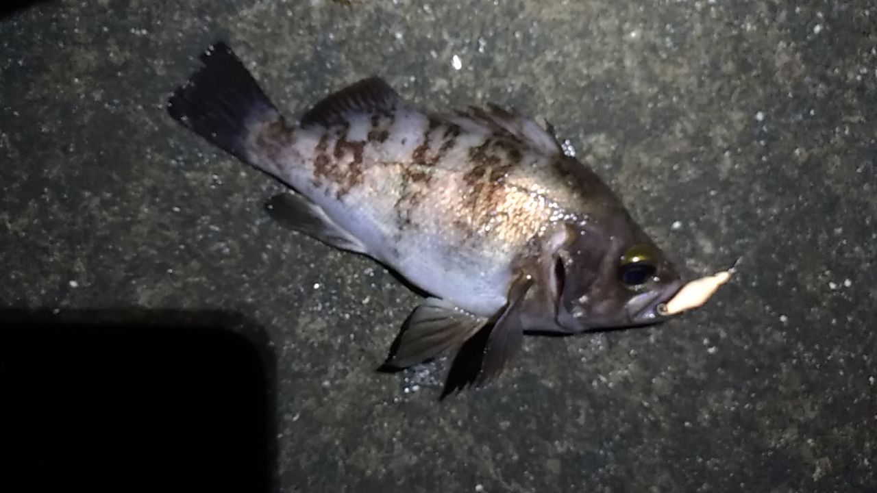 釣行 音海大突堤 アジングがしたかった が メバルが釣れただけ ただ釣りがしたいだけ