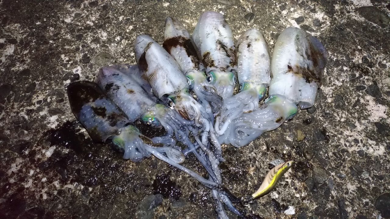 実釣 間人岩礁】 満月の岩礁エギング。イカは釣れるがエギが… : ただ 