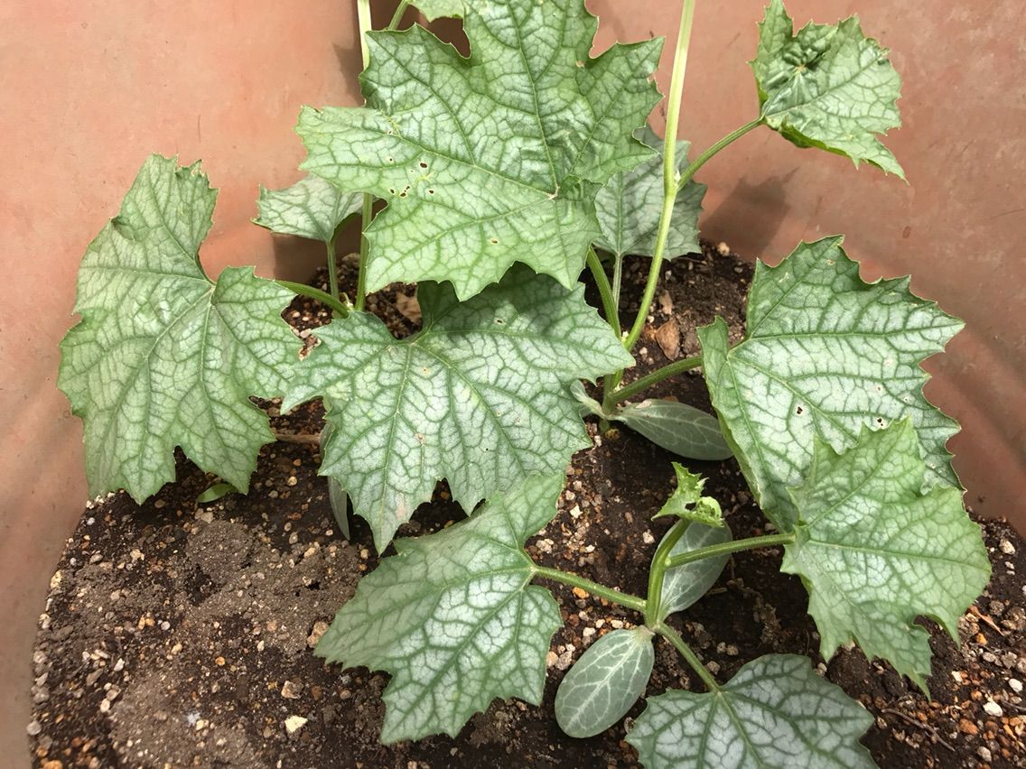 ヘチマゆる勢の ゆる くヘチマ育成日記 ３日目 ケンクル