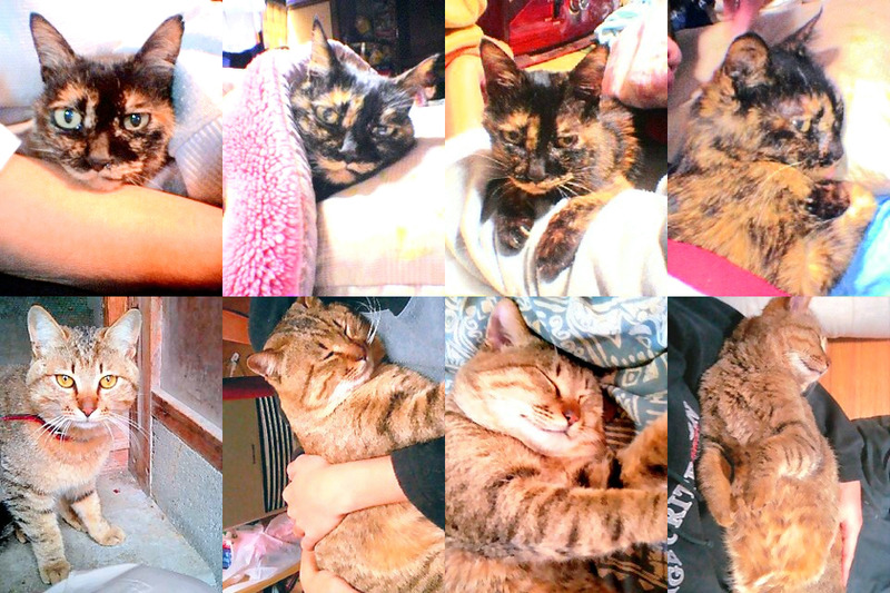 20240229_昔の飼い猫