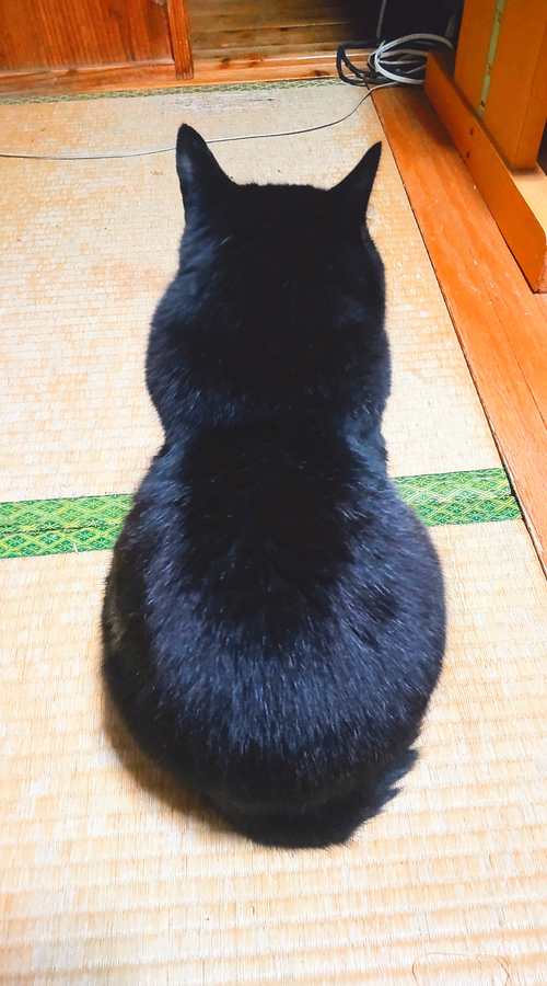 20221225_猫3