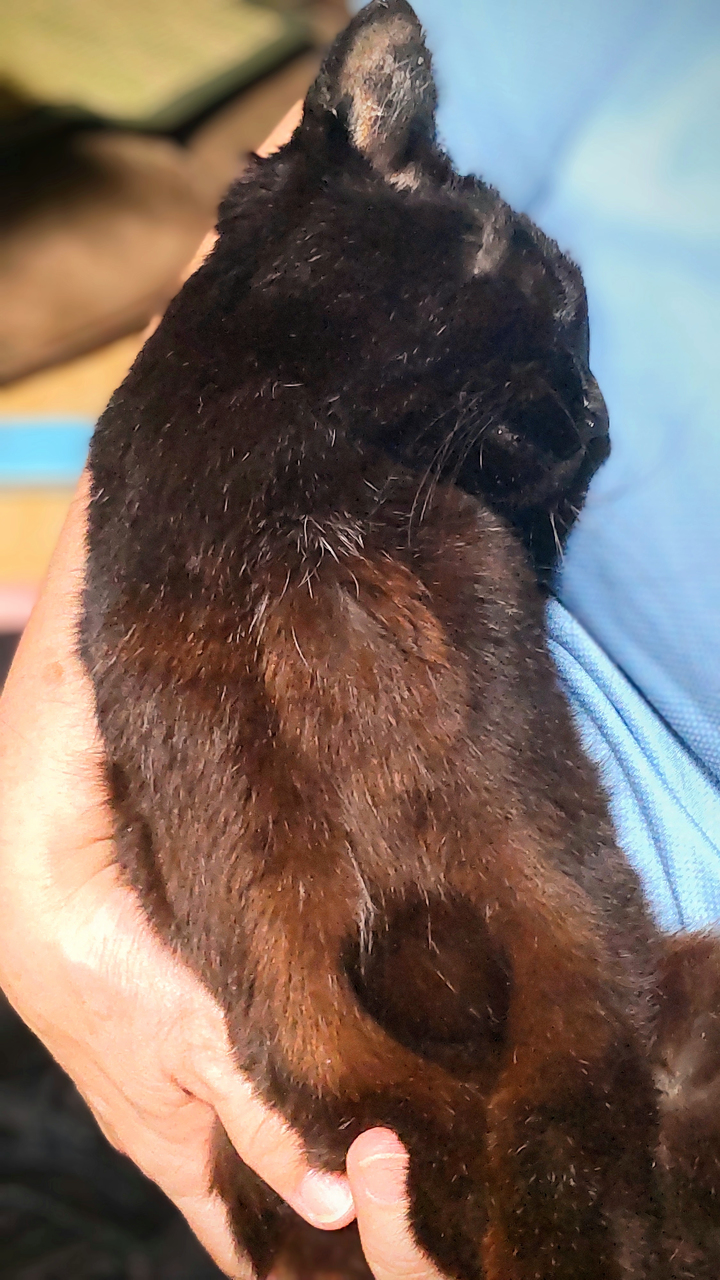 20240730_黒猫♀