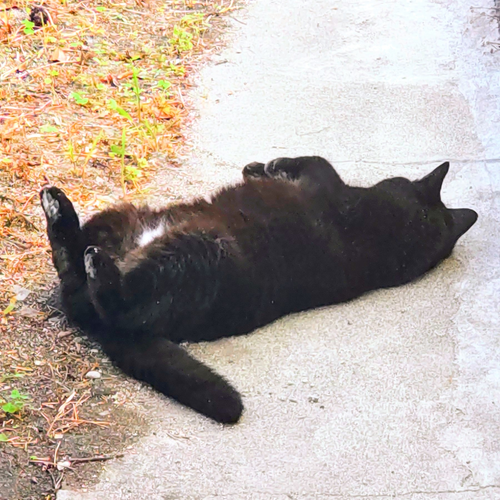 20221225_猫2