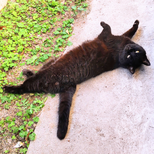 20221225_猫1