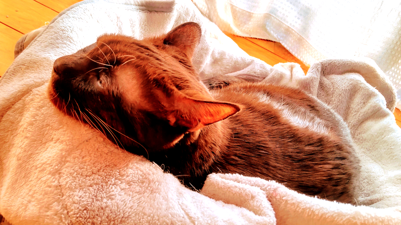 20231129_縁側で暖かく寝る猫