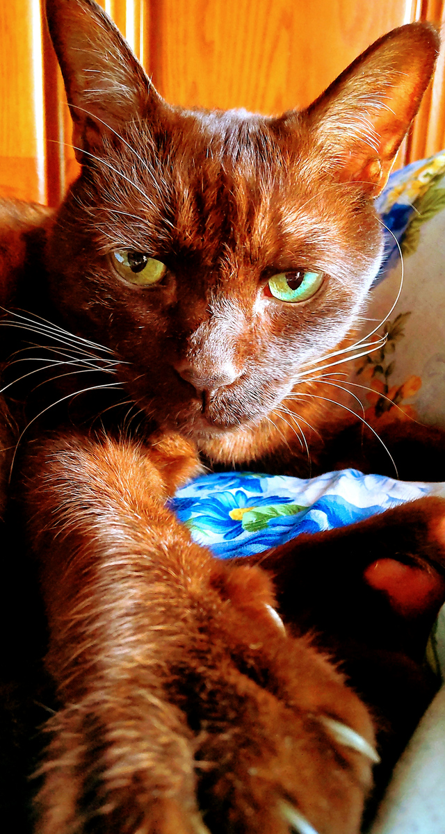 20230929_猫自撮り