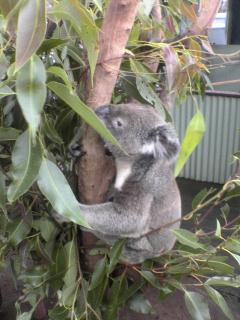 オーストラリア ケアンズ旅行記10 定番のコアラ抱っこはユーカリ臭が強烈だ ロンリートラベル 海外個人旅行記