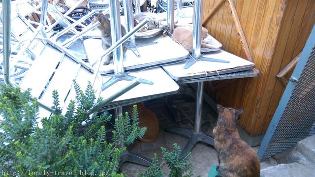 ¥Þ¥ë¥¿Ç¡¡Malta Cat