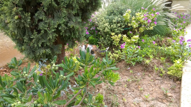 ¥Þ¥ë¥¿Ç¡¡Malta Cat
