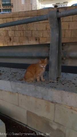 ¥Þ¥ë¥¿Ç¡¡Malta Cat