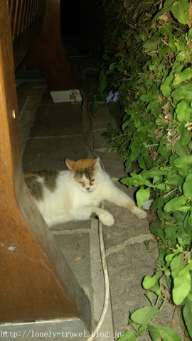 ¥Þ¥ë¥¿Ç¡¡Malta Cat