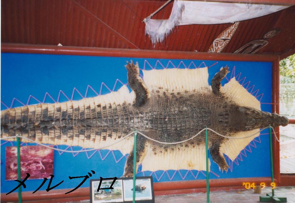 オーストラリア ケアンズ旅行記6 ワニワニパニック！グリーン島のクロコダイル園で小ワニを持つ : ロンリートラベル ～海外個人旅行記～