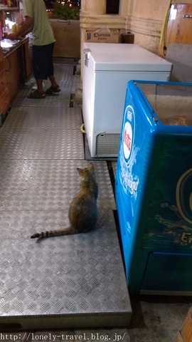 ¥Þ¥ë¥¿Ç¡¡Malta Cat