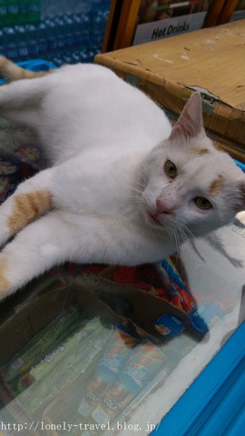 ¥Þ¥ë¥¿Ç¡¡Malta Cat
