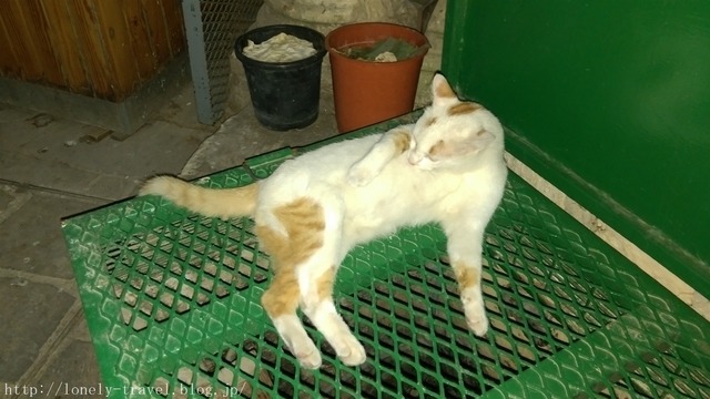 ¥Þ¥ë¥¿Ç¡¡Malta Cat