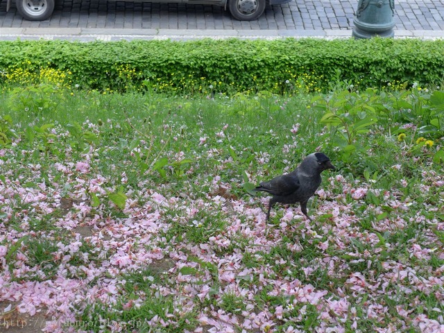 ¥Ú¥È¥·¡¼¥ó¤ÎµÖ Petrin Hill
