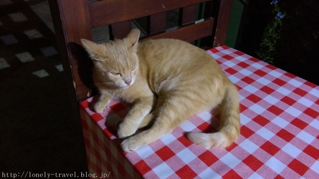 ¥Þ¥ë¥¿Ç¡¡Malta Cat