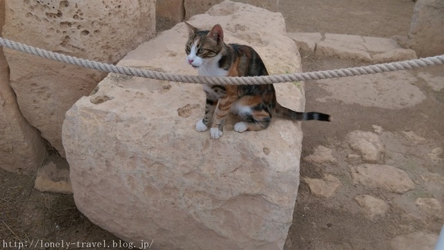 ޥ륿ǭMalta Cat