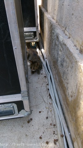 ¥Þ¥ë¥¿Ç¡¡Malta Cat