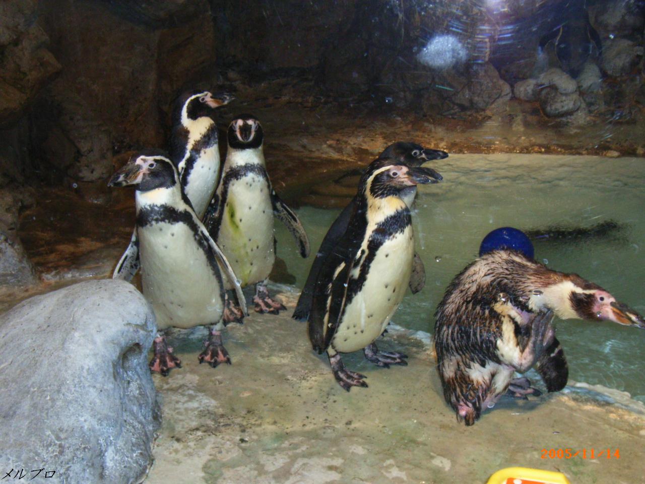 カナダ ナイアガラ旅行記9 小さなナイアガラ水族館でウーパールーパーを見てカナダに帰国 ロンリートラベル 海外個人旅行記