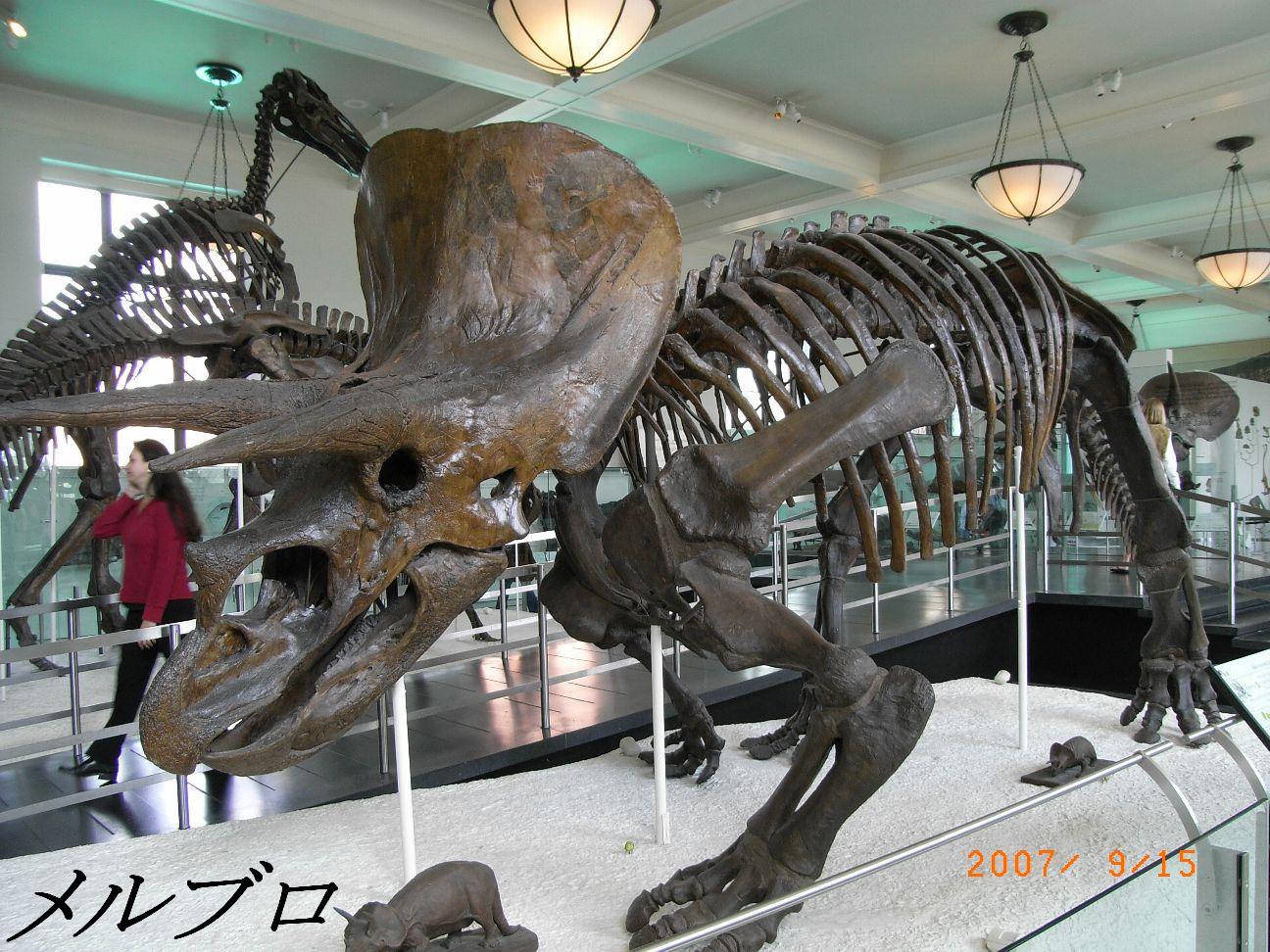 ニューヨーク旅行記6 ナイト ミュージアムのアメリカ自然史博物館へ 後編 ロンリートラベル 海外個人旅行記