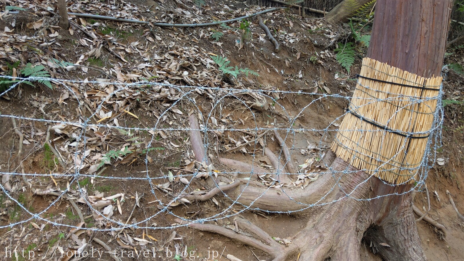 京都旅行記3 上を向いて歩こう 嵐山の緑の芸術 竹林の小径 ロンリートラベル 海外個人旅行記 京都旅行記3 上を向いて歩こう 嵐山の緑の芸術 竹林の小径 ロンリートラベル 海外個人旅行記