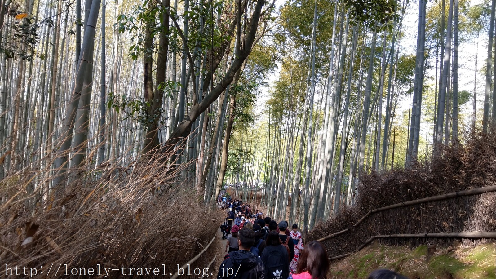 京都旅行記3 上を向いて歩こう 嵐山の緑の芸術 竹林の小径 ロンリートラベル 海外個人旅行記 京都旅行記3 上を向いて歩こう 嵐山の緑の芸術 竹林の小径 ロンリートラベル 海外個人旅行記