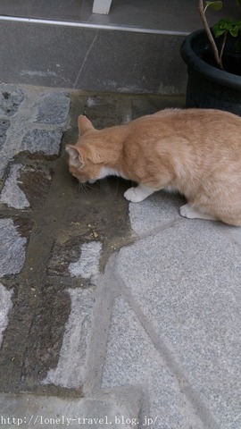 ¥Þ¥ë¥¿Ç¡¡Malta Cat