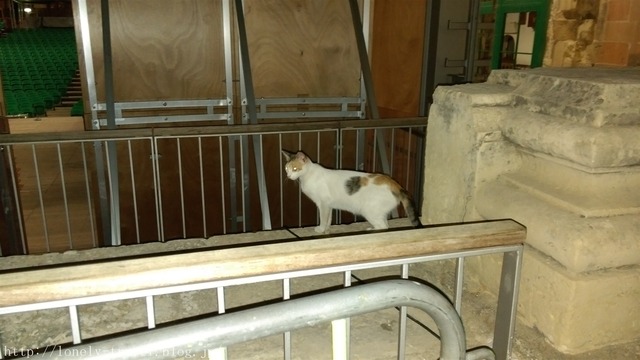¥Þ¥ë¥¿Ç¡¡Malta Cat