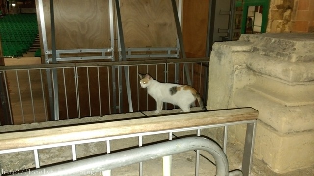 ޥ륿ǭMalta Cat