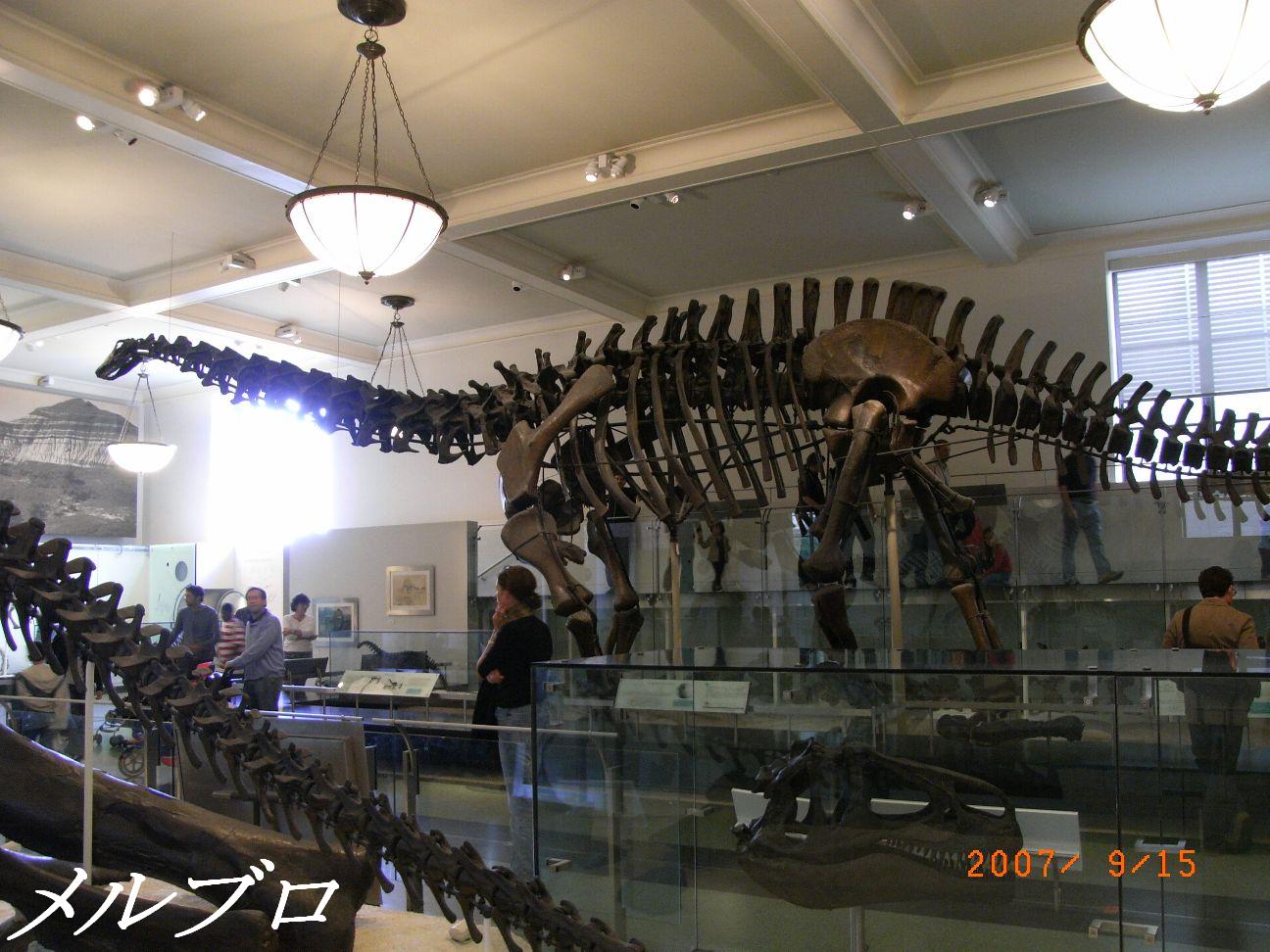 ニューヨーク旅行記6 ナイト ミュージアムのアメリカ自然史博物館へ 後編 ロンリートラベル 海外個人旅行記
