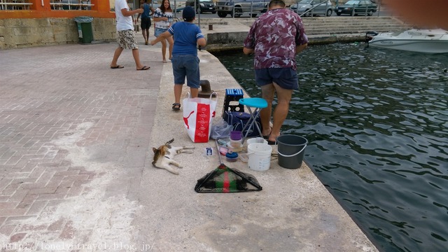 ¥Þ¥ë¥¿Ç¡¡Malta Cat
