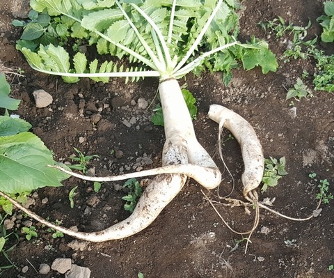 Qdaikon