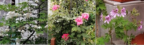 IMG_20200521_085723_3