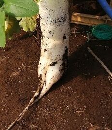 IMG_20201121_100823
