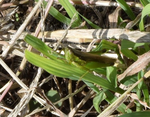 イナゴSC_0476 (1)