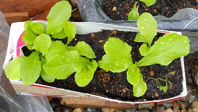 気の向くままに 言いたい放題 牛乳パックを使って野菜栽培してます