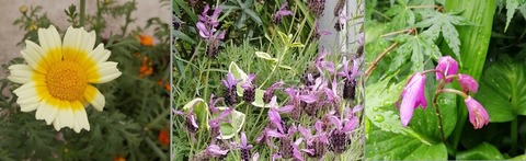 IMG_20200521_085919_3