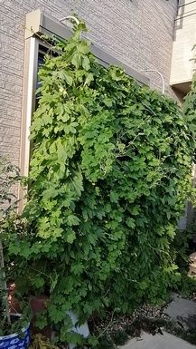 IMG_20190817_1642w52