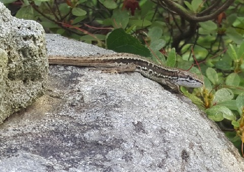 Qカナヘビ0506_163741