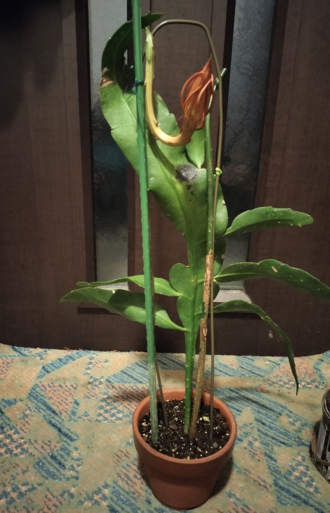 IMG20260819202431
