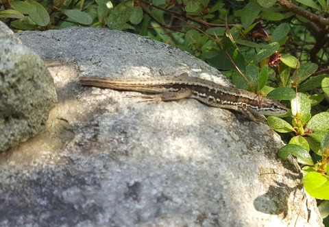 Qカナヘビ30506_163835