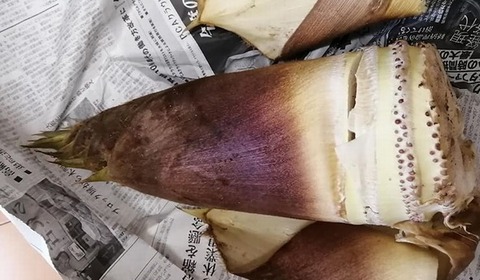 92923396_1395361747338757_6279852742122930176_o